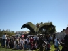 falconry-06