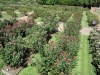 rose-garden-14