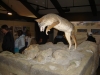 Alpine Visitors Center - 15
