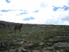 Trail Ridge Road Rocky Mt Nat Park - 24